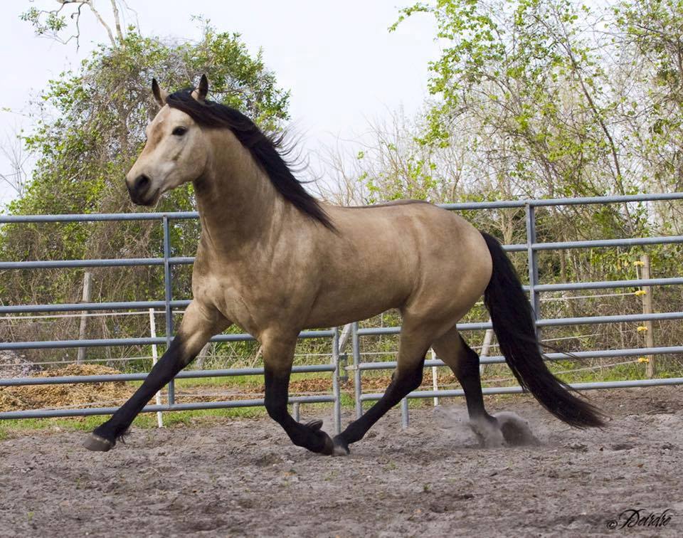 Buckskin Friesian